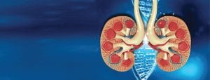 كل ما تحتاج معرفته عن الفشل الكلوي